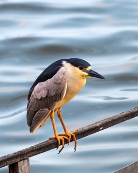 野生黑冠夜鹭摄影图片